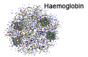 haemoglobin_e