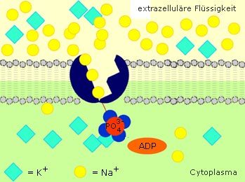 bio_1a