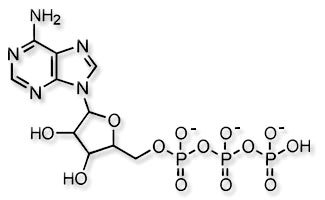 thermo_atp_1